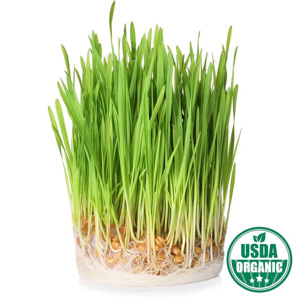 Organic Barley Grass